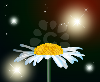 Royalty Free Clipart Image of a Camomile Flower