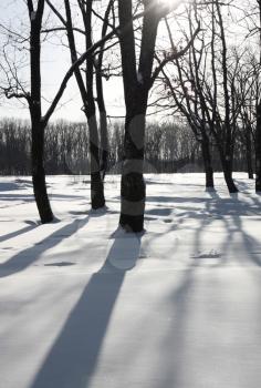 White winter morning in the park