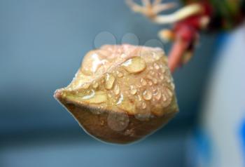 The bud of a flower of a cactus is going to reveal after a rain, all in dew and water