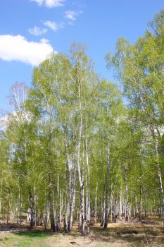 beautiful green mountain landscape