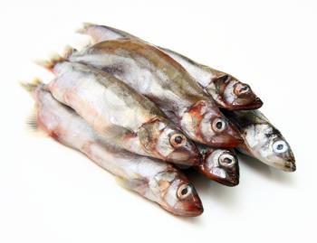 Capelin fish isolated on the white background