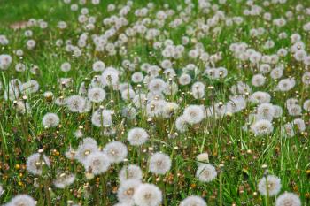 Summer  field  of  dandelions flowers