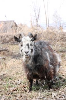 bearded goat with horns chew grass