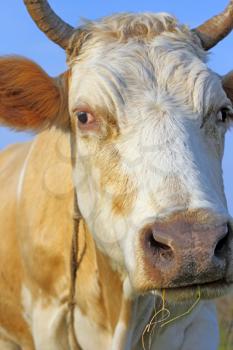 Head of a cow against a pasture of fresh grass