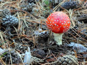  fly agaric in forest