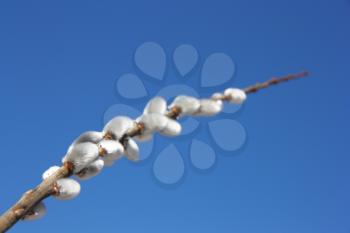 willow branch against the blue sky in early spring