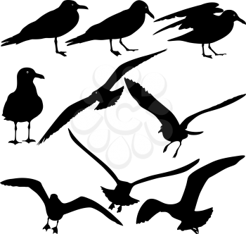 Set black silhouettes of seagulls on white background. Vector illustrations.