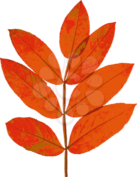 Autumn  leaf  on white background. Vector illustration.