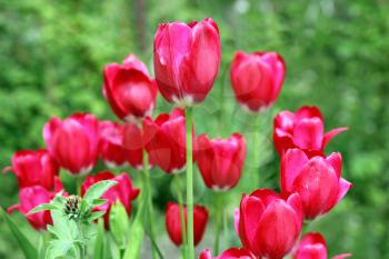TulipBouquet of red tulips flowers on a background of green leaves