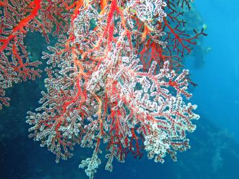  Thriving  coral reef alive with marine life and shoals of fish, Bali.