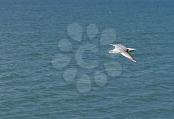 White seagull flying over the sea waves