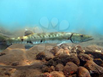 Great Barracuda fish in ocean Bali          