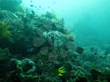 Thriving coral reef alive with marine life and fish, Bali.