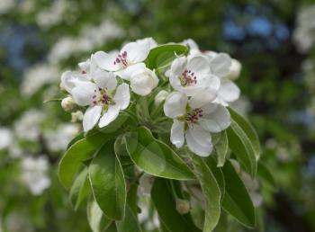 Apple blossoms in spring on white background.
