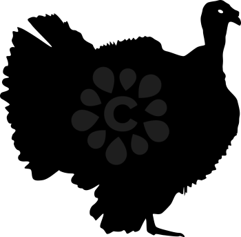 Silhouette black turkey on a white background.