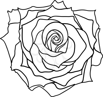 Beautiful sketch of a rose flower on a white background.