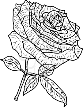 Beautiful sketch of a rose flower on a white background.
