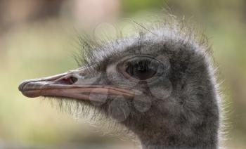Ostrich close-up in the looks cautiously around.