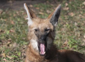 Red maned wolf in the captive animal portrait.