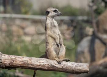 Meerkat or suricate is a small carnivoran belonging to the mongoose family.