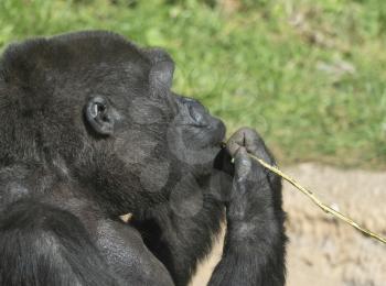 Mountain gorilla sits and eats a tree branch.