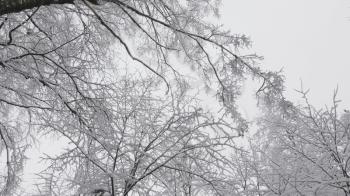 Winter forest during a snowfall, slow motion.