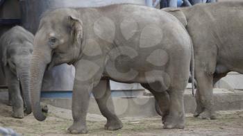 MOSCOW - SEPTEMBER 27: Moscow Zoo Asian elephant mother and baby are walking on September 27, 2019 in Moscow, Russia.