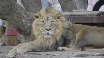 Portrait lion basking in the warm sun after dinner.