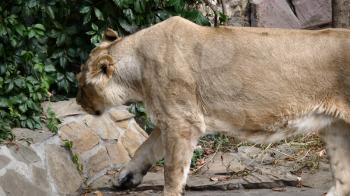 Portrait lioness basking in the warm sun after dinner.