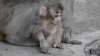 Portrait of a japanese macaque (snow monkey).