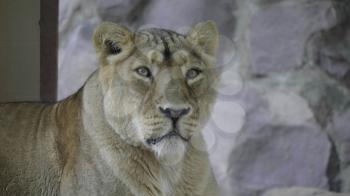 Portrait lioness basking in the warm sun after dinner.