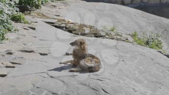 Golden jackal in nature tracks down prey.