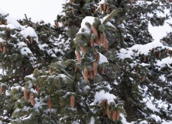Beautiful fir branch with cones in the snow.