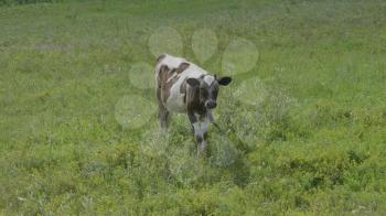 Young bull-calve grazes on the green field.