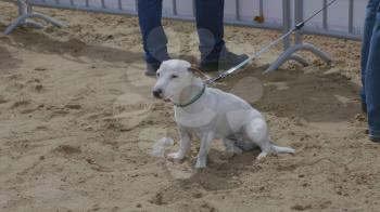 White dog sitting on the sand. UltraHD stock footage.
