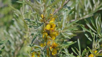 Sea-buckthorn yellow on the branch tree autumn.