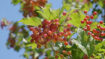 Branch of red viburnum in the garden.