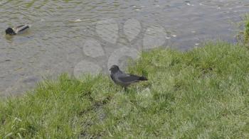 Big grey raven with his large beak and feathers in grass.