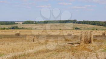 Fields of wheat at the end of summer fully ripe.