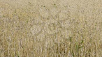 Fields of wheat at the end of summer fully ripe.