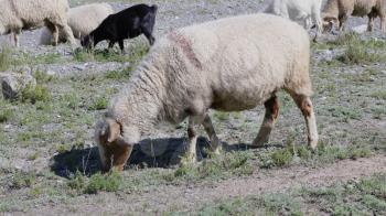 Group of sheep gazing, walking and resting on a green pasture in Altai mountains. Siberia, Russia.