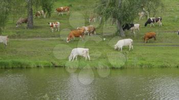 Landscape with a herd of cows in the on coast of the lake.
