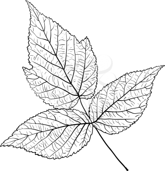 Sketches silhouettes leaves on white background illustration.