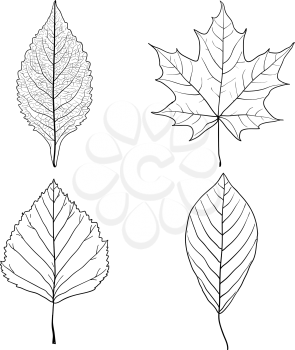 Set sketches silhouettes leaves on white background illustration.