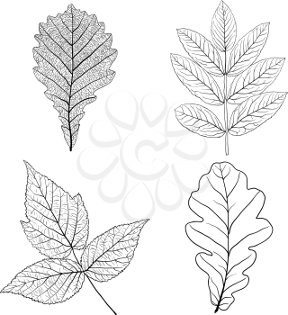 Set sketches silhouettes leaves on white background illustration.