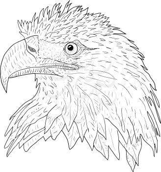 Sketch silhouette sketch eagle face on white background illustration.