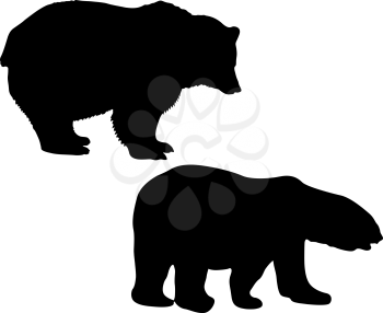 Silhouette of a white and brown bear on a white background.
