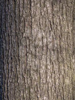 The bark of pine tree, background