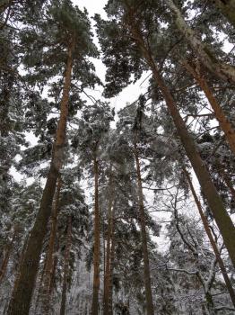 Winter forest during a snowfall natural background.