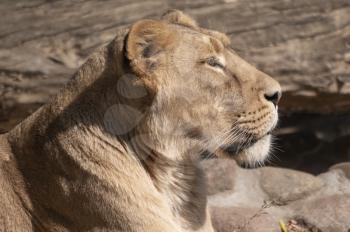 Portrait lioness basking in the warm sun after dinner.